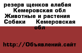 резерв щенков алабая  - Кемеровская обл. Животные и растения » Собаки   . Кемеровская обл.